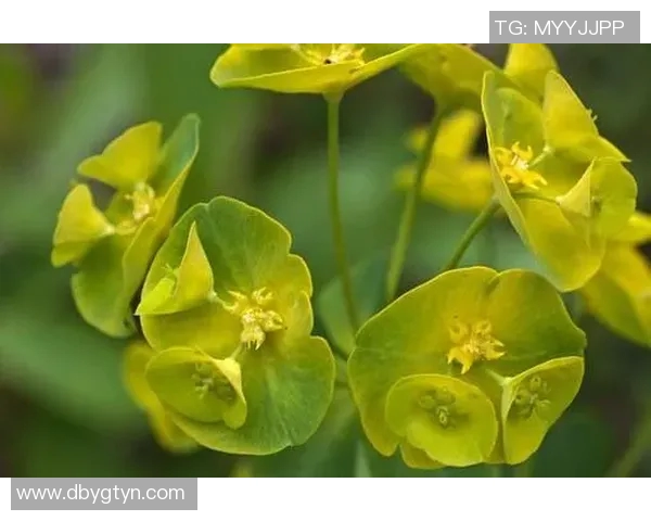 陈磊独家分享：深入剖析CSGO游戏技巧与心得体会